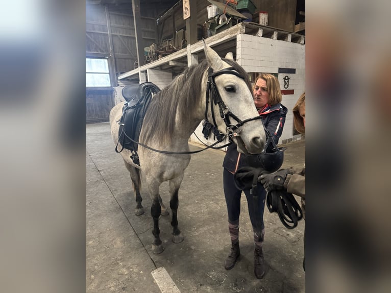 Lusitanos Wallach 5 Jahre 163 cm Apfelschimmel in Thalheim AG