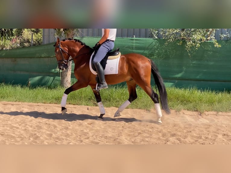 Lusitanos Wallach 5 Jahre 163 cm Fuchs in El Ba&#xF1;et