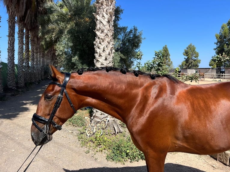 Lusitanos Wallach 5 Jahre 163 cm Fuchs in El Ba&#xF1;et