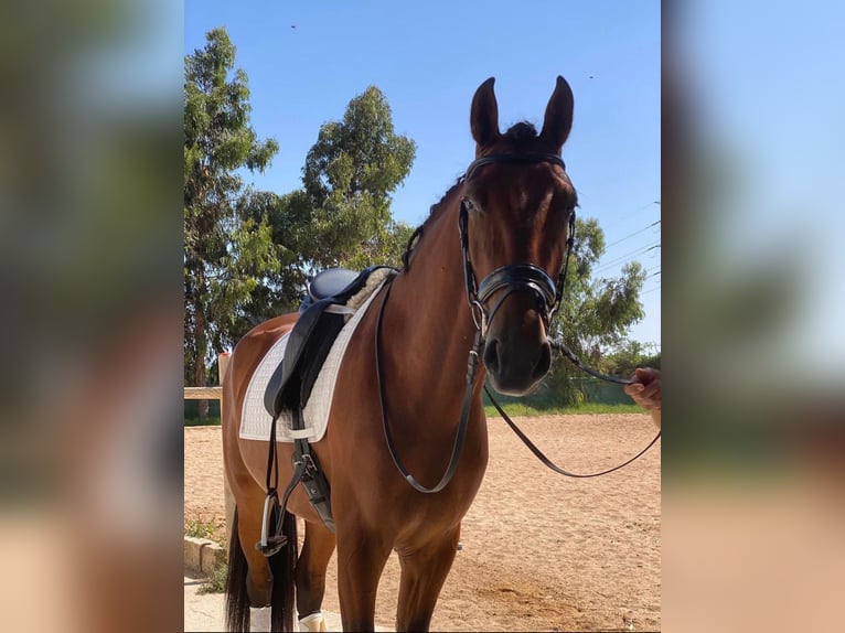 Lusitanos Wallach 5 Jahre 163 cm Fuchs in El Ba&#xF1;et