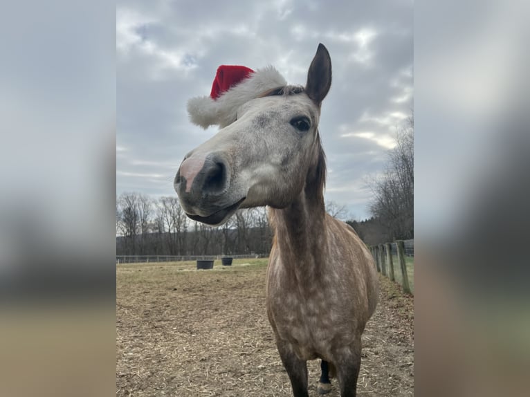 Lusitanos Mix Wallach 5 Jahre 163 cm Schimmel in West Chester