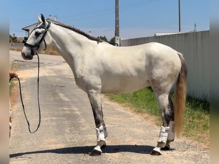 Lusitanos Mix Wallach 5 Jahre 163 cm Schimmel in Caldas da Rainha
