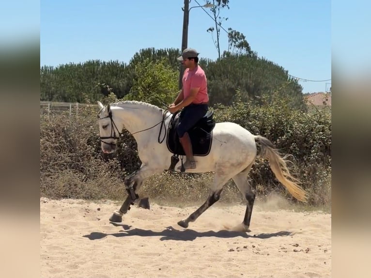Lusitanos Mix Wallach 5 Jahre 163 cm Schimmel in Caldas da Rainha