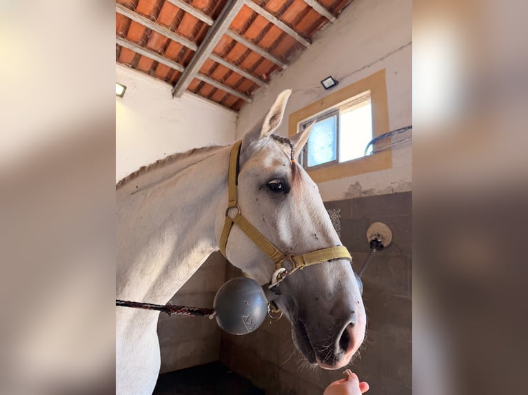 Lusitanos Mix Wallach 5 Jahre 163 cm Schimmel in Caldas da Rainha