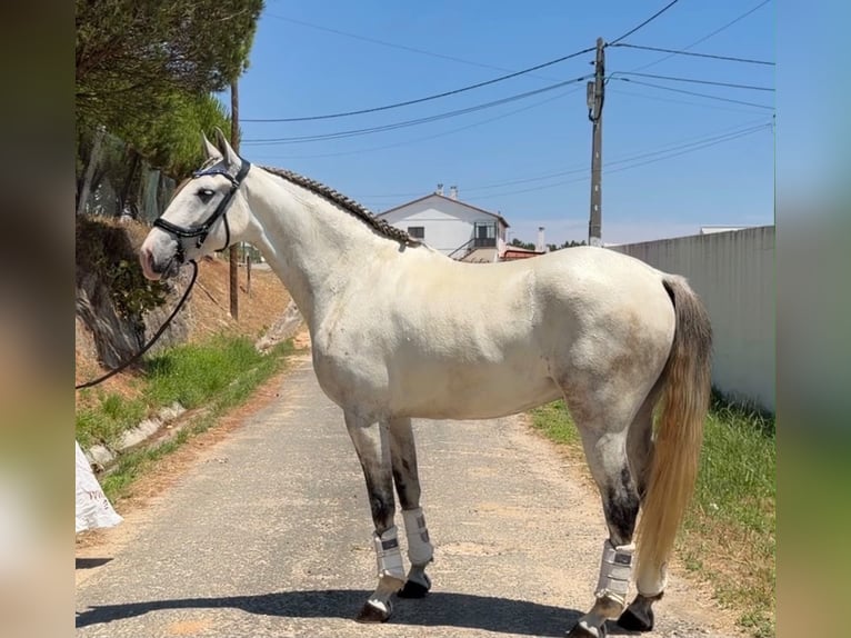 Lusitanos Mix Wallach 5 Jahre 163 cm Schimmel in Caldas da Rainha