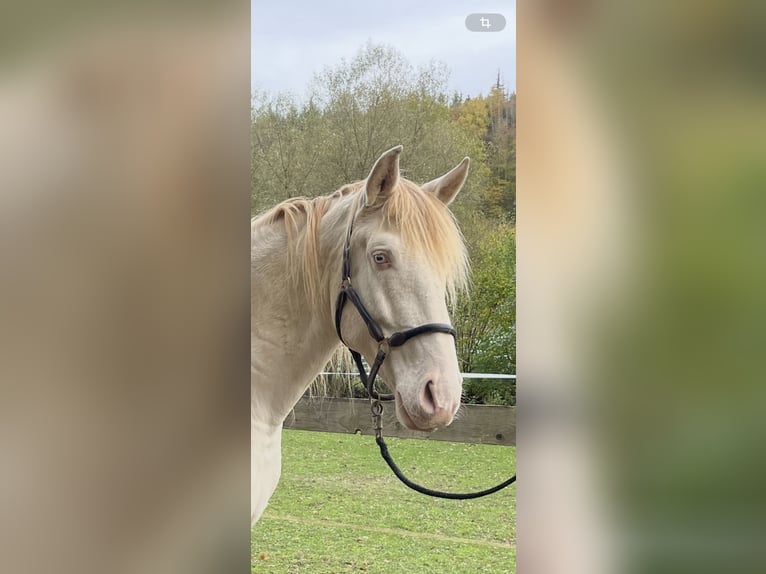 Lusitanos Wallach 5 Jahre 164 cm Perlino in Weinheim