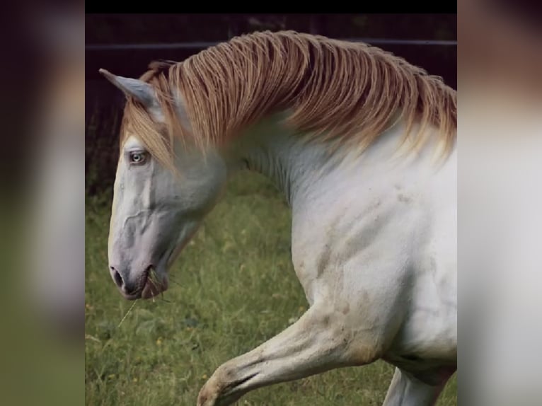 Lusitanos Wallach 5 Jahre 164 cm Perlino in Weinheim