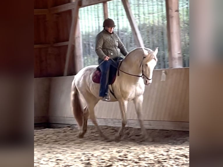 Lusitanos Wallach 5 Jahre 164 cm Perlino in Weinheim