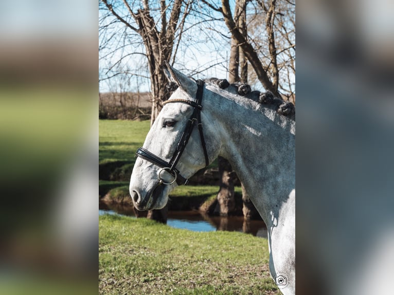 Lusitanos Wallach 5 Jahre 165 cm Apfelschimmel in Beaulieu