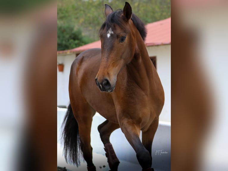 Lusitanos Wallach 5 Jahre 165 cm Brauner in Rio Maior