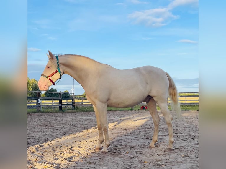 Lusitanos Mix Wallach 5 Jahre 165 cm Cremello in Belgern-Schildau