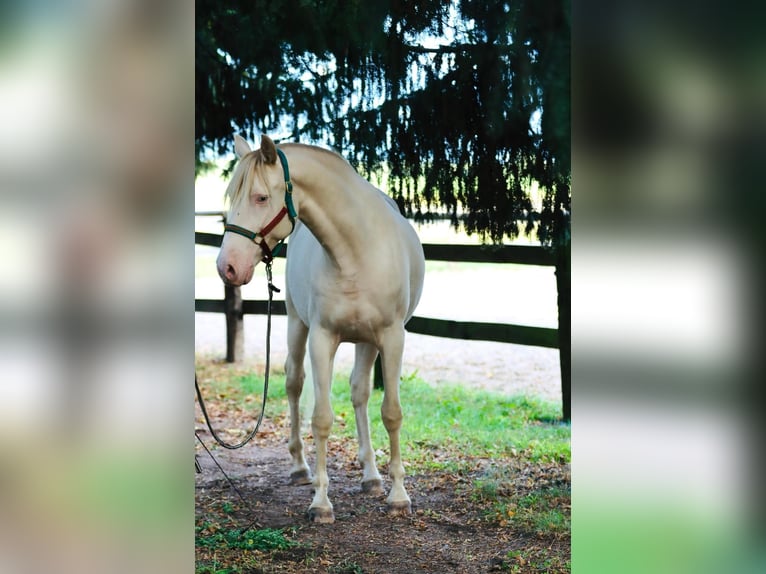 Lusitanos Mix Wallach 5 Jahre 165 cm Cremello in Belgern-Schildau