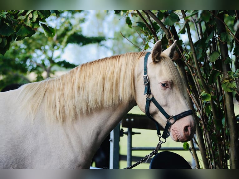 Lusitanos Mix Wallach 5 Jahre 165 cm Cremello in Belgern-Schildau