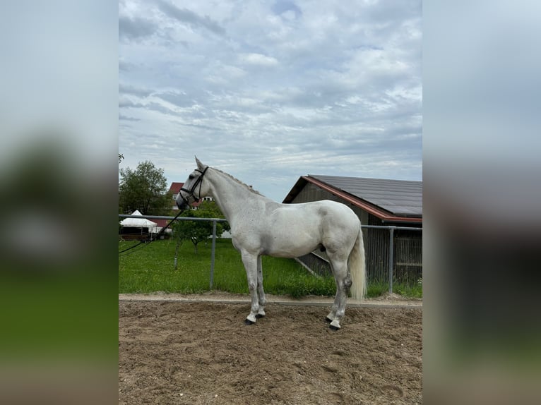 Lusitanos Wallach 5 Jahre 165 cm Fliegenschimmel in Konstanz