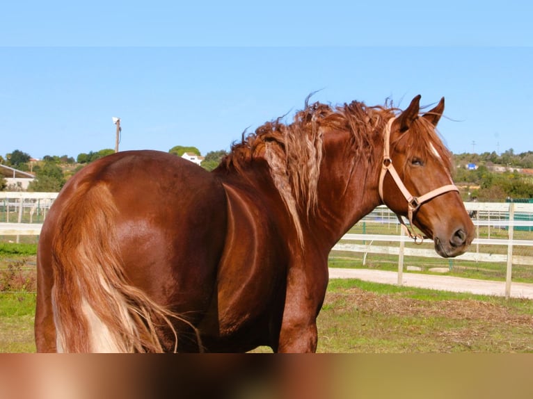 Lusitanos Mix Wallach 5 Jahre 165 cm Fuchs in Silves