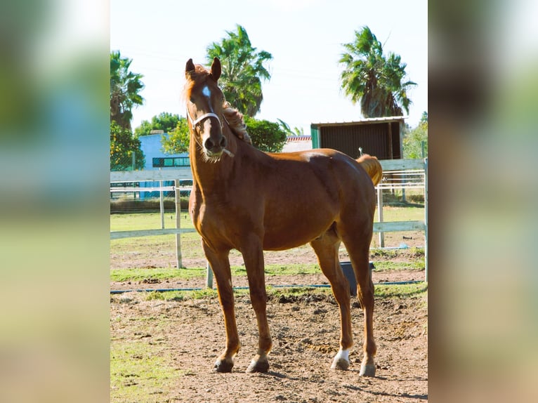 Lusitanos Mix Wallach 5 Jahre 165 cm Fuchs in Silves