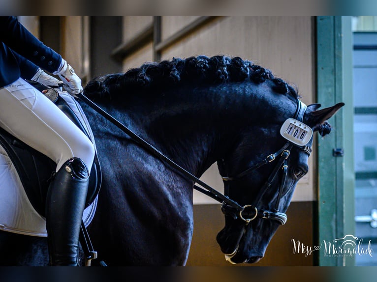 Lusitanos Wallach 5 Jahre 165 cm Rappe in ESSEX