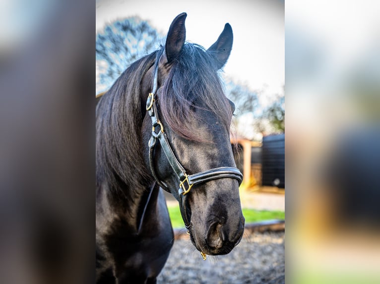 Lusitanos Wallach 5 Jahre 165 cm Rappe in ESSEX