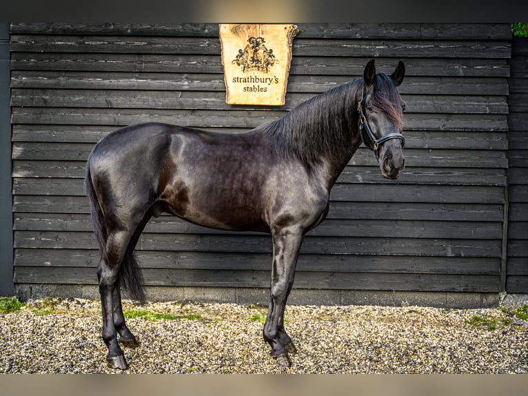 Lusitanos Wallach 5 Jahre 165 cm Rappe in ESSEX