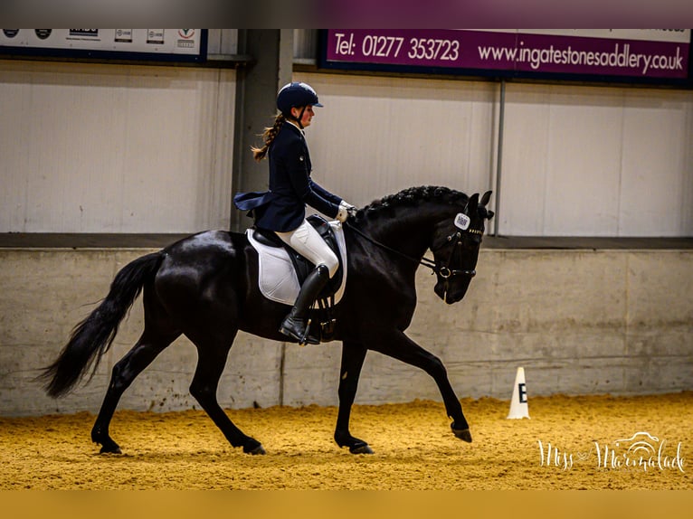 Lusitanos Wallach 5 Jahre 165 cm Rappe in ESSEX