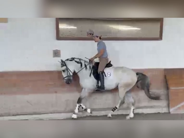 Lusitanos Wallach 5 Jahre 165 cm Schimmel in Trofa