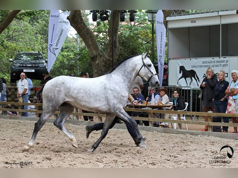 Lusitanos Wallach 5 Jahre 165 cm Schimmel in Mafra