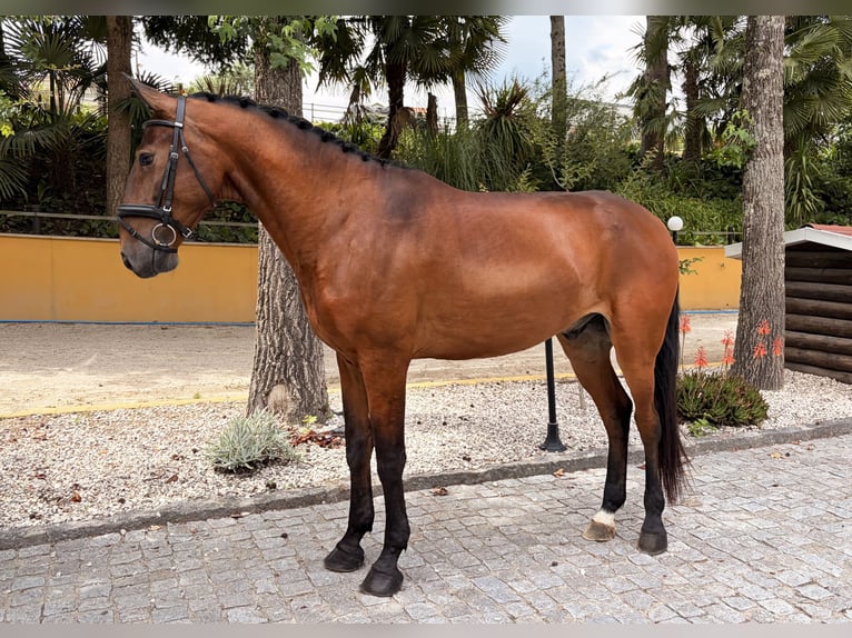 Lusitanos Wallach 5 Jahre 167 cm Brauner in Amarante