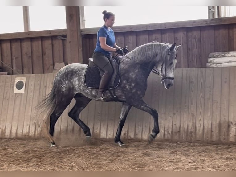 Lusitanos Wallach 5 Jahre 168 cm Apfelschimmel in Halfing