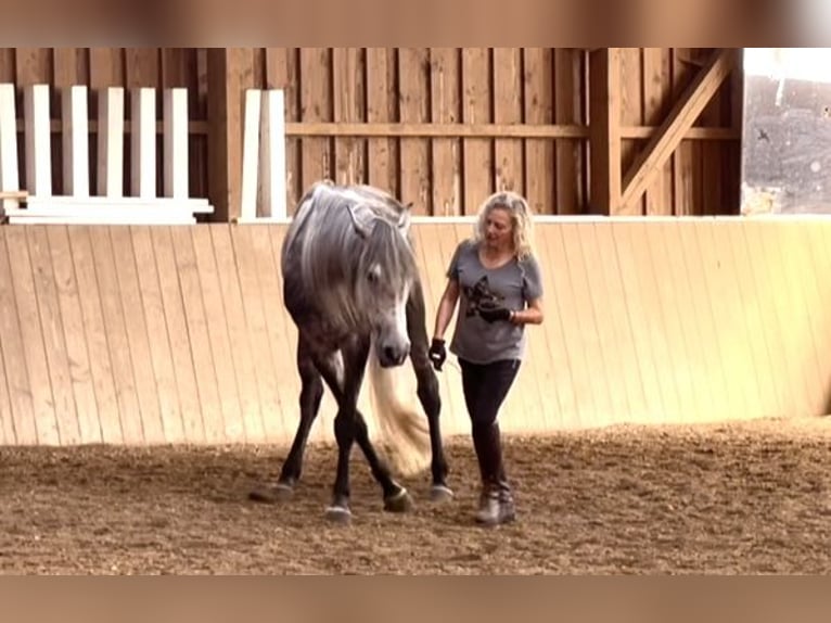 Lusitanos Wallach 5 Jahre 168 cm Apfelschimmel in Halfing