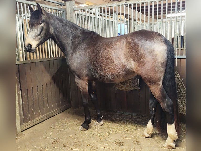 Lusitanos Mix Wallach 5 Jahre 168 cm Falbe in Waiblingen