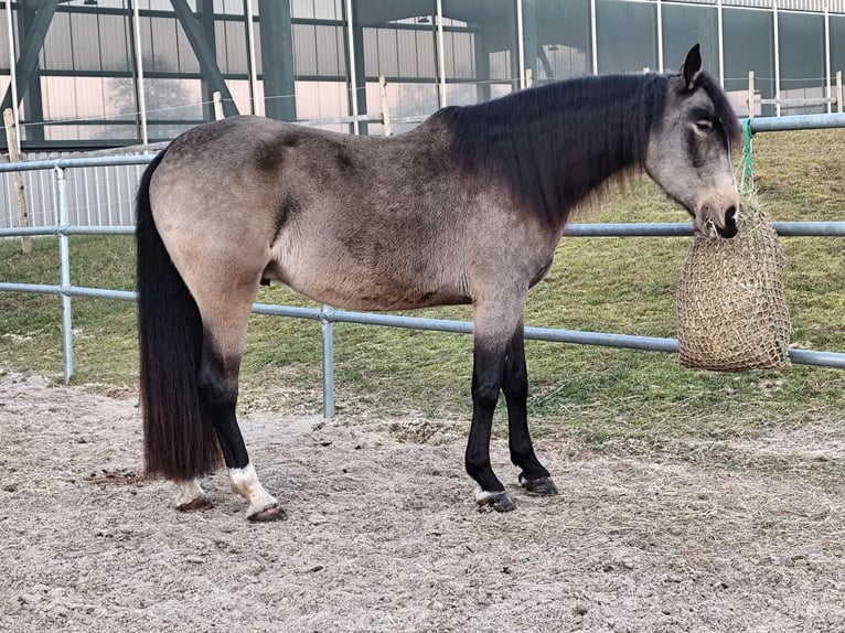 Lusitanos Mix Wallach 5 Jahre 168 cm Falbe in Waiblingen
