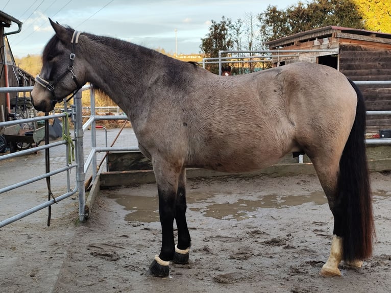 Lusitanos Mix Wallach 5 Jahre 168 cm Falbe in Waiblingen