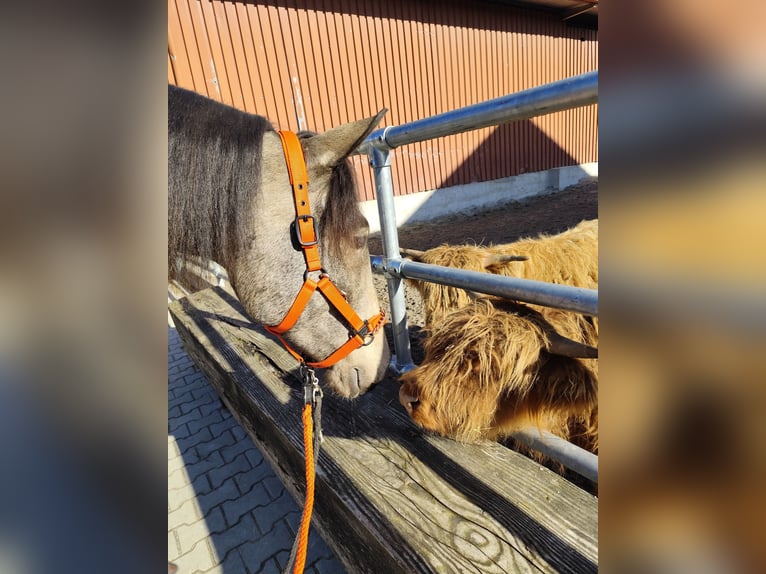 Lusitanos Mix Wallach 5 Jahre 168 cm Falbe in Waiblingen
