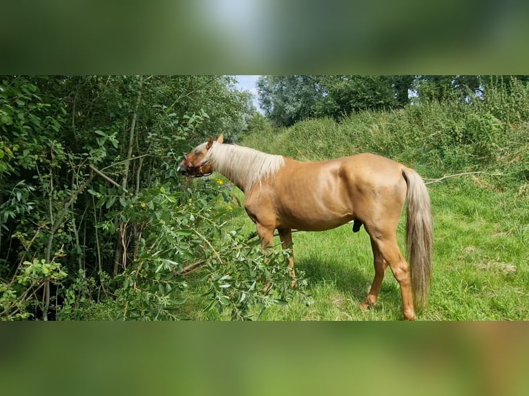 Lusitanos Mix Wallach 5 Jahre 168 cm Palomino in Gent