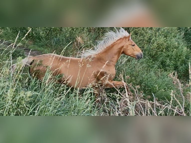 Lusitanos Mix Wallach 5 Jahre 168 cm Palomino in Gent