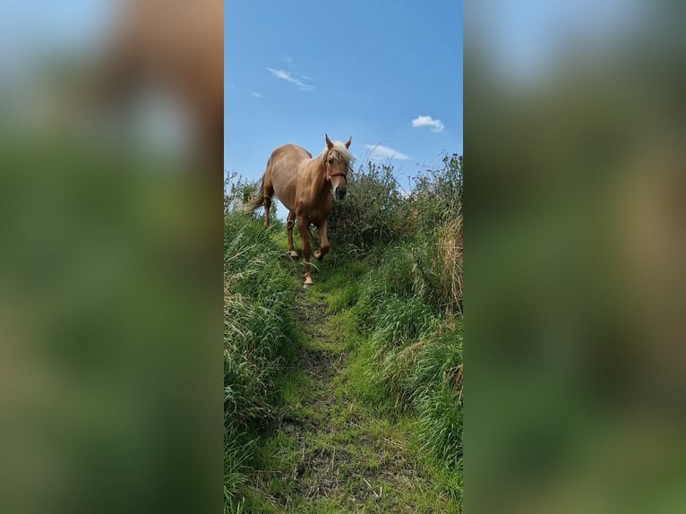 Lusitanos Mix Wallach 5 Jahre 168 cm Palomino in Gent