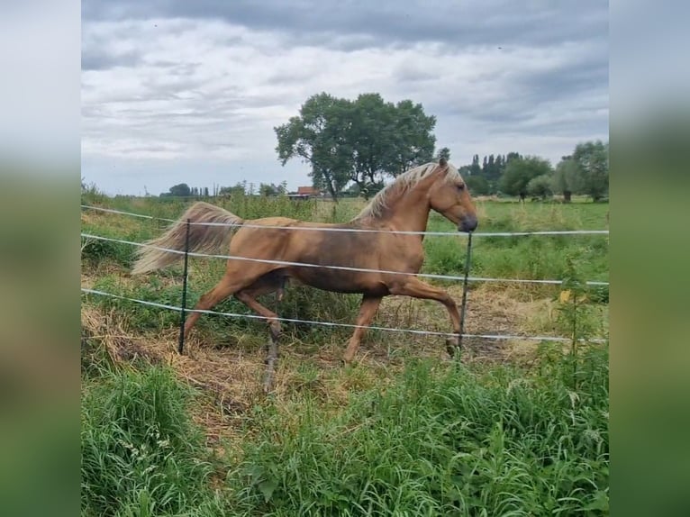 Lusitanos Mix Wallach 5 Jahre 168 cm Palomino in Gent