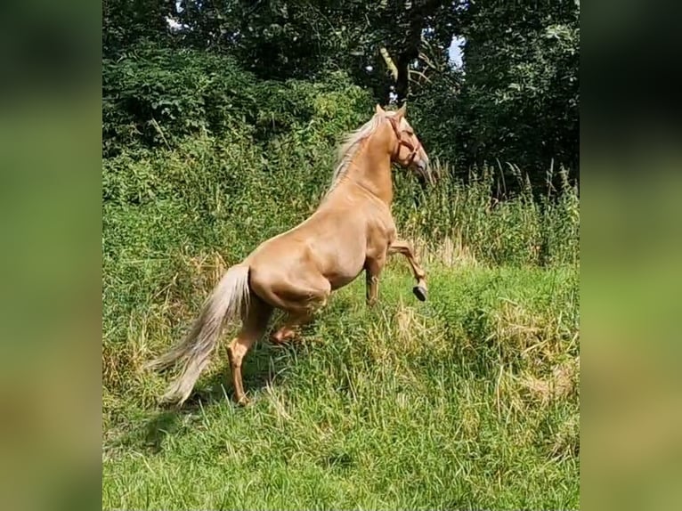 Lusitanos Mix Wallach 5 Jahre 168 cm Palomino in Gent