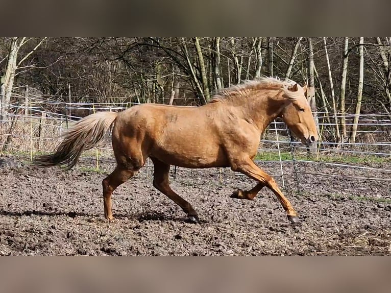 Lusitanos Mix Wallach 5 Jahre 168 cm Palomino in Gent
