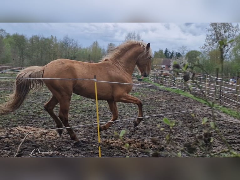 Lusitanos Mix Wallach 5 Jahre 168 cm Palomino in Gent