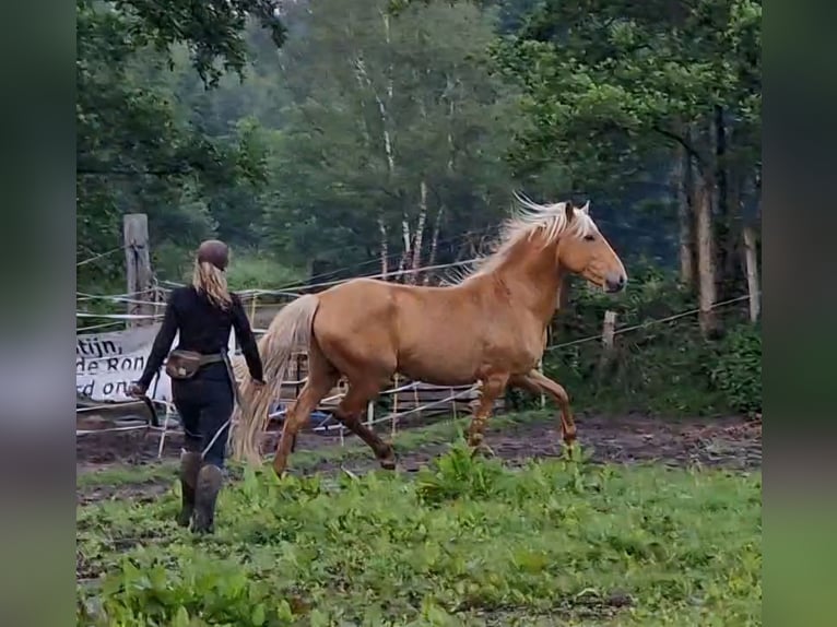 Lusitanos Mix Wallach 5 Jahre 168 cm Palomino in Gent