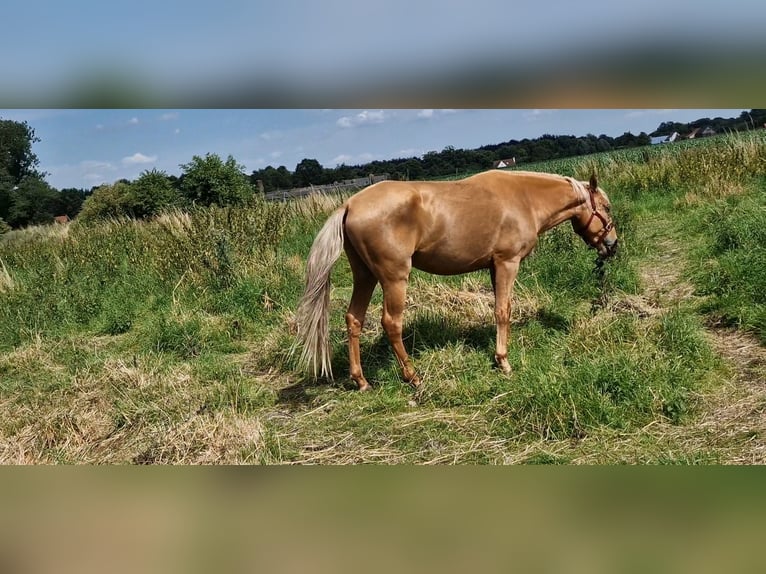 Lusitanos Mix Wallach 5 Jahre 168 cm Palomino in Gent