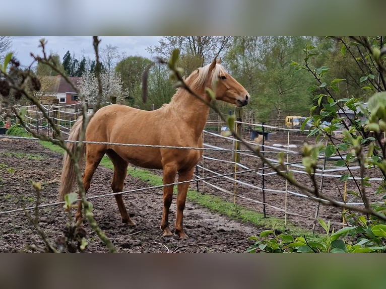 Lusitanos Mix Wallach 5 Jahre 168 cm Palomino in Gent