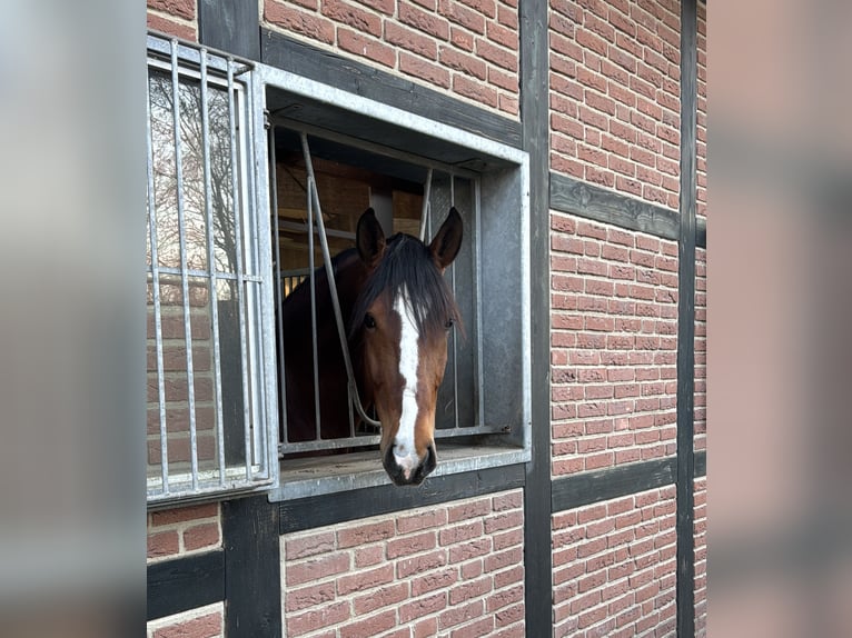 Lusitanos Wallach 5 Jahre 170 cm Brauner in Wietze