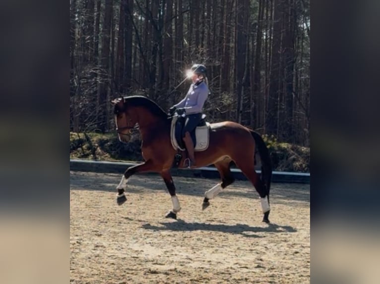 Lusitanos Wallach 5 Jahre 170 cm Brauner in Wietze