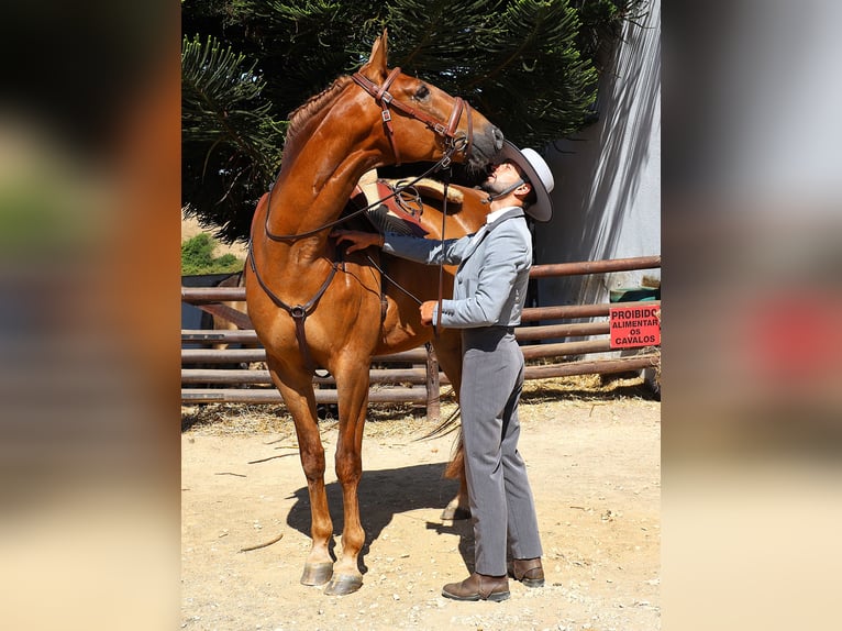 Lusitanos Wallach 5 Jahre 170 cm Fuchs in Ribamar