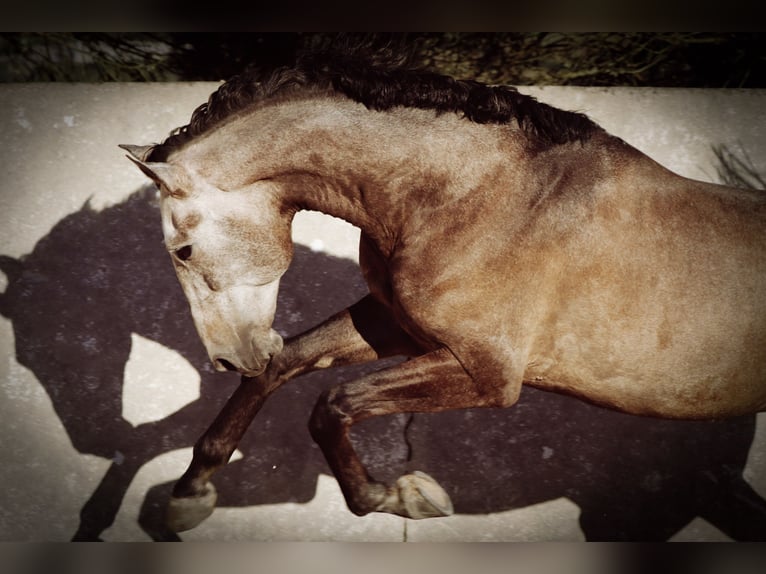 Lusitanos Wallach 5 Jahre 170 cm Rotschimmel in 741