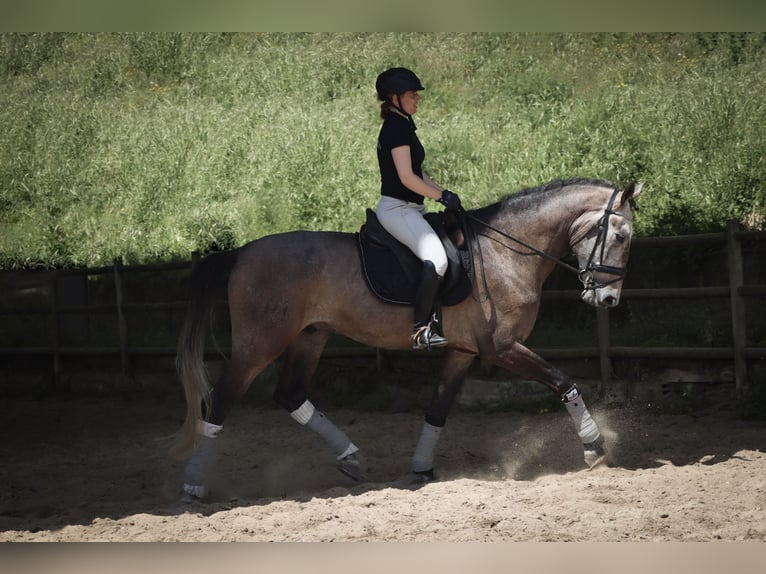 Lusitanos Wallach 5 Jahre 170 cm Rotschimmel in 741