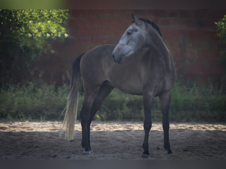 Lusitanos Wallach 5 Jahre 170 cm Rotschimmel in 741