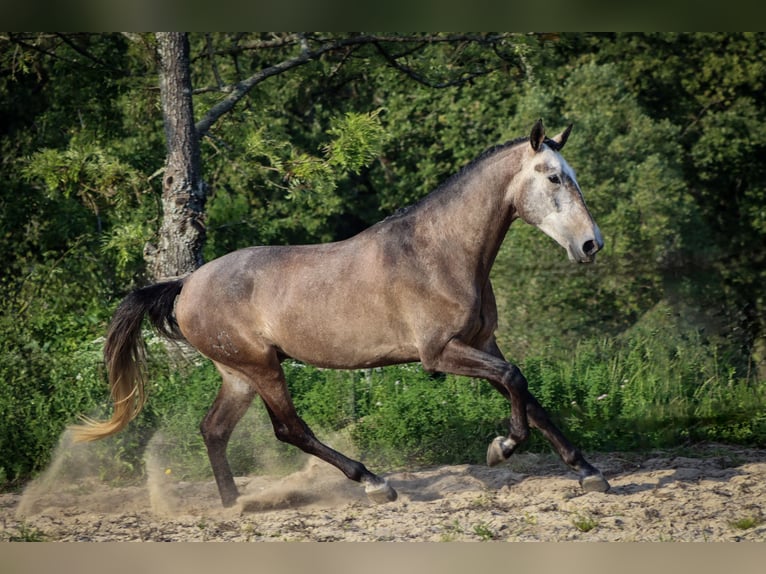 Lusitanos Wallach 5 Jahre 170 cm Rotschimmel in 741